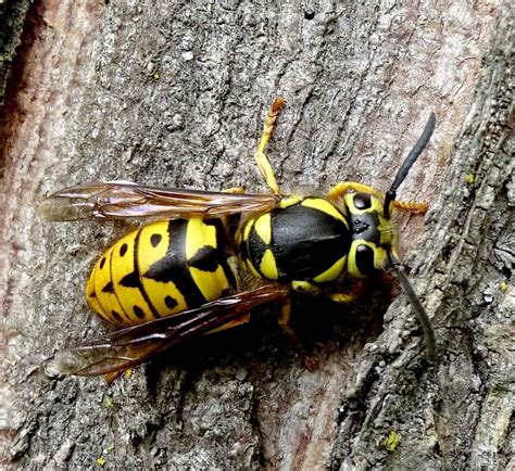 I had a hive of yellow jackets in the gutter above my deck. Rich Landers: Yellow jackets are wild friends with ...