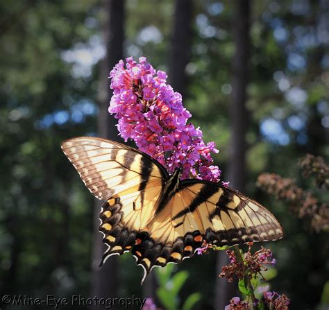 Eastern Tiger Swallowtail Birds And Blooms