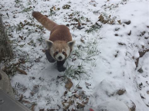 Scout The Red Panda Quickly Adapts To Buffalo Winter And