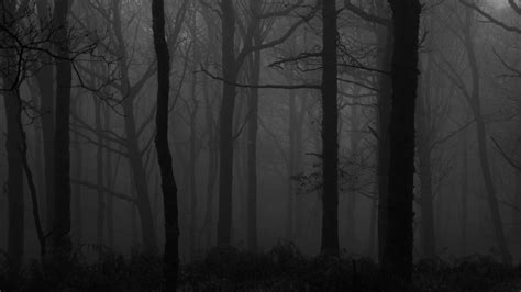 Download Wallpaper 1920x1080 Forest Fog Bw Trees Dark Full Hd Hdtv