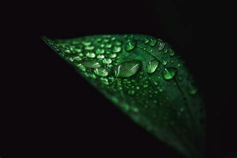 Wallpaper Leaves Simple Background Black Background Water Drops