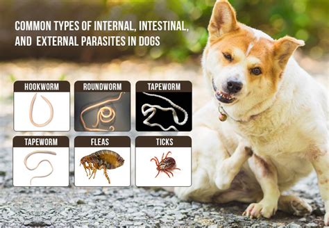 Common Types Of Internal Intestinal And External Parasites In Dogs