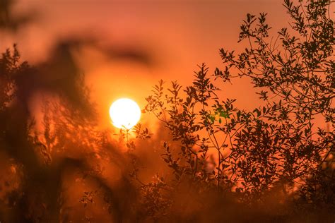 Free Images Branch Silhouette Cloud Plant Sun Sunrise Sunset