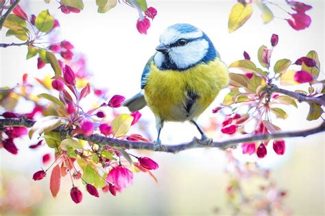 Des Oiseaux Au Printemps Oiseau - Photo gratuite sur Pixabay - Pixabay