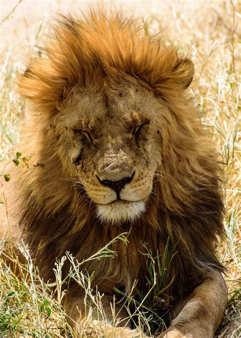 Sleeping Lion Serengeti Tanzania Monika Salzmann Travel Photography
