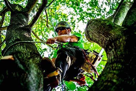 I hope this article has given you some great insight into what exactly an arborist does and what they can do for you. What is a tree arborist? | 2021 Guide