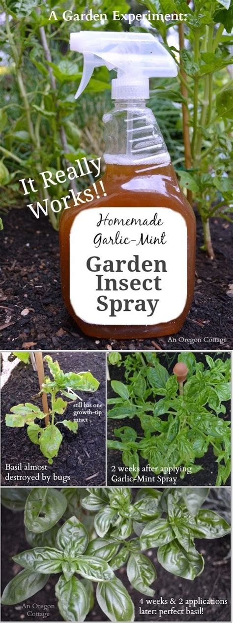 Homemade Garlic Mint Garden Insect Spray Garden