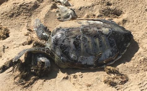 Em praias de Alagoas 13 animais marinhos são achados mortos durante o