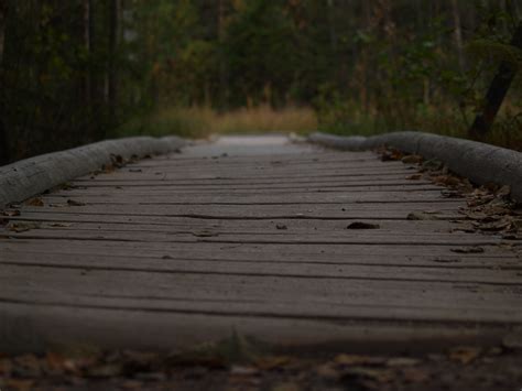 Free Photo Path With Wooden Bridge Bridge Nature Over Free