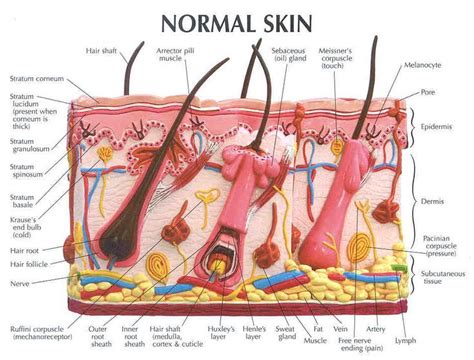 Skin Anatomy Skin Model Integumentary System