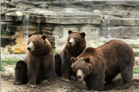 Baby bear animal nursery prints nursery wall art polar bear | etsy. Grizzly bear - Detroit Zoo