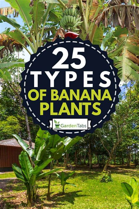 25 Types Of Banana Plants