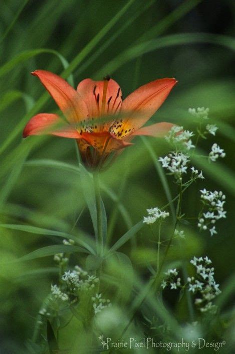 Prairie Lily Or Western Red Lily Red Lily Wild Flowers Lily