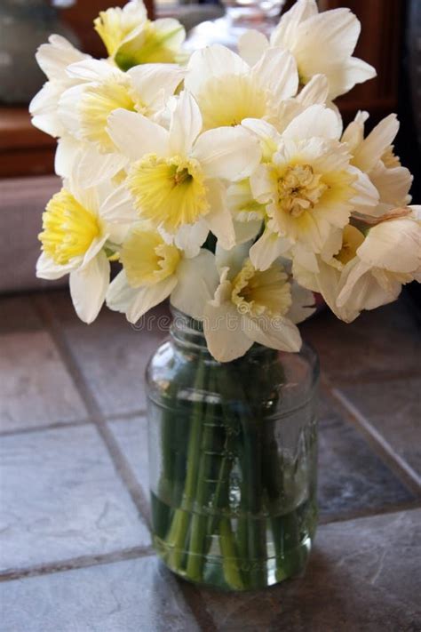 Daffodils In Jar Stock Image Image Of Springtime Indoor 16113151