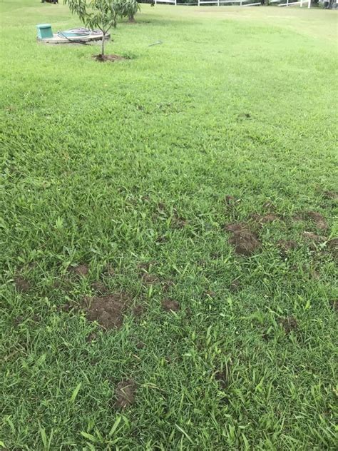 Unit 12 1147 south pine rd. Blue Chip Pest Control | Reliable Funnel Ant Treatment