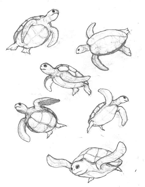 Easy marine animals to draw. How To Draw A Sea Turtle Life drawing … | Pinteres…