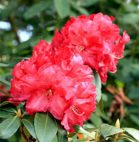 Become a better grower by finding what works best for you and your plants. How to grow Rhododendron and azalea | Growing Rhododendron ...