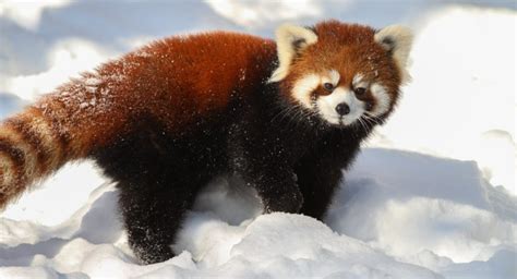 Im Dreaming Of A White Christmasand A Red Panda