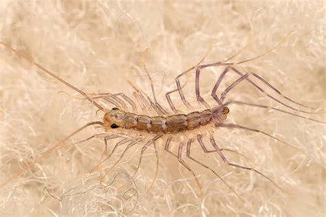 Seven Creepy Crawlies Caught Lurking In Our Homes New Scientist
