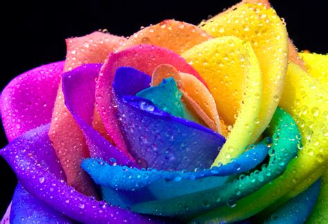 The Rainbow Rose Is A Rose Which Has Had Its Petals Artificially