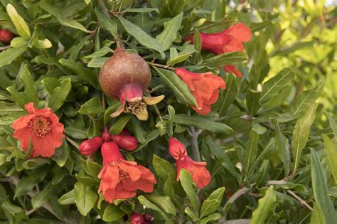 Its dense, spreading crown and zigzagging branches add to the appeal,. Angel Red Pomegranate - Desert Horizon Nursery