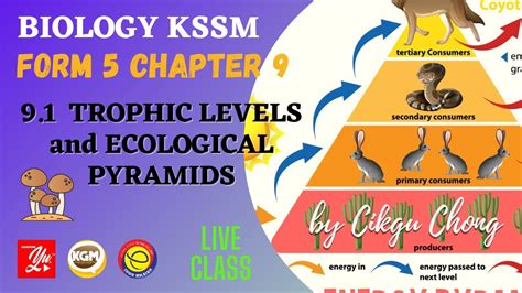 91 Trophic Levels And Ecological Pyramids Youtube