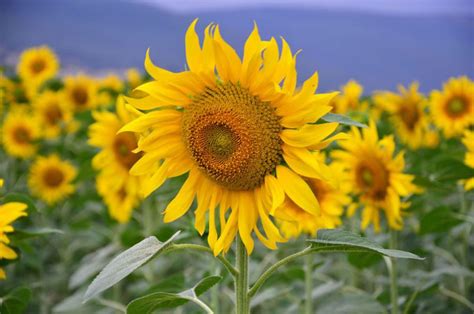 Helianthus Annuus Russian Mammoth Common Sunflower