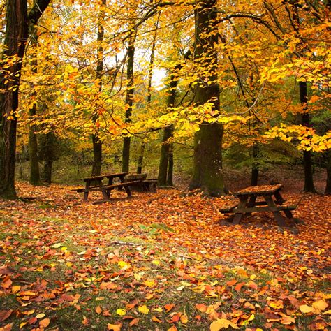 🔥 65 Autumn Leaves Wallpaper Wallpapersafari