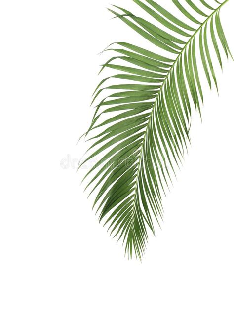 Concept Summer With Green Palm Leaf From Tropical Frond Floral Stock