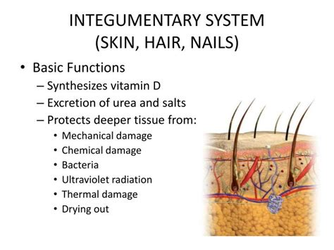 Ppt Skin And Body Membranes Integumentary System