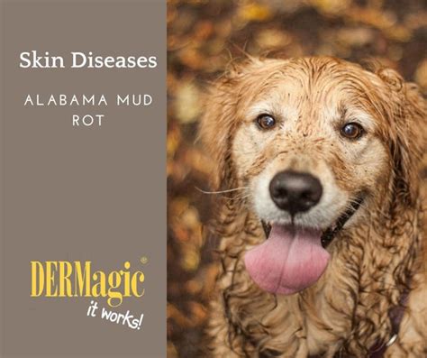 Skin Disease In Dogs Alabama Mud Rot Dermagic
