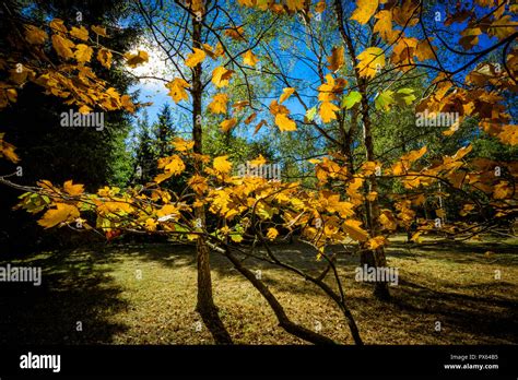 Autumn Leaves Beautiful Autumnal Scene In Sunlit Woodland Forest
