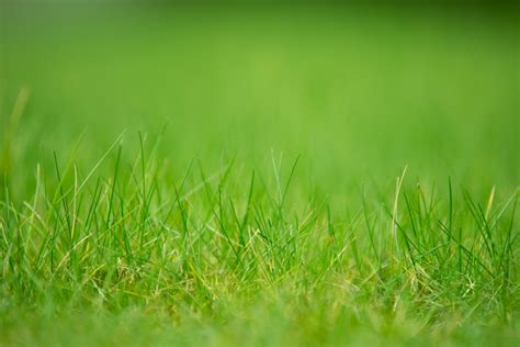 Green Grass Free Stock Photo Public Domain Pictures