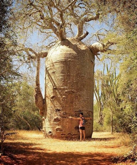 Baobab Trees In Madagascar Beautiful Nature Baobab Tree My Xxx Hot Girl