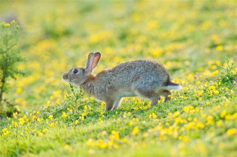 European Rabbit Facts Habitat Distribution Pictures Adaptation