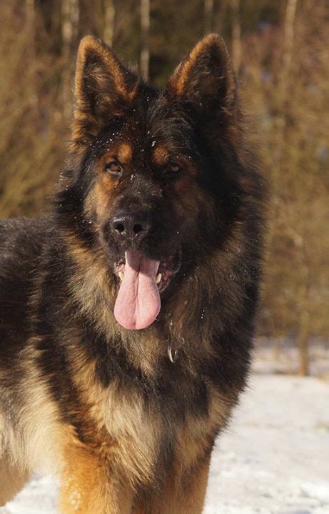 17 Best Images About King Shepherd On Pinterest King The Germans And