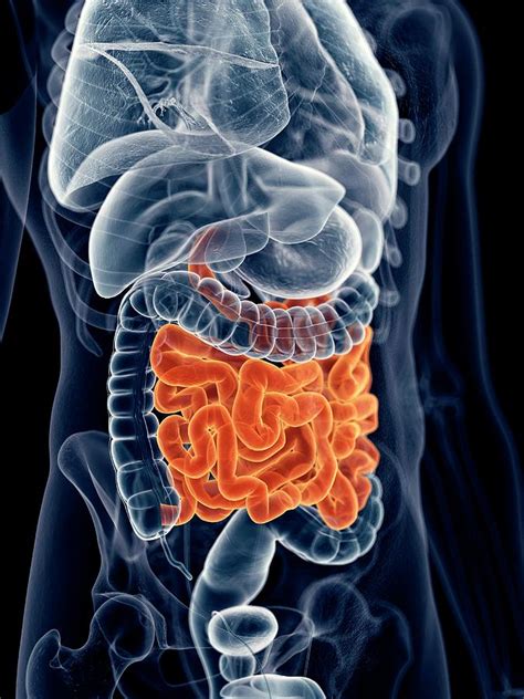 human small intestine photograph by sebastian kaulitzki science photo library fine art america