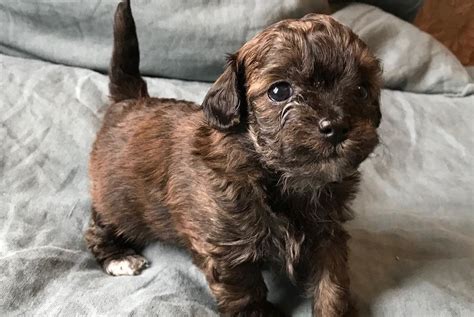 12 Amazing Things About Chipoo Dogs Chihuahua Poodle Mix In 2023