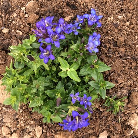 Gentiana Septemfida Crested Gentian In Gardentags Plant Encyclopedia