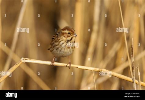 Reed Bunting Emberiza Schoeniclus Female Bird Eating The Seeds In The