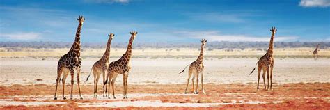 Top 10 Destinations For African Safaris Exodus