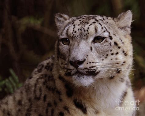 Snow Leopard 1 Photograph By Robert Chaponot Fine Art America