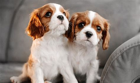 Cavalier King Charles Spaniel Breed Characteristics And Care Bechewy