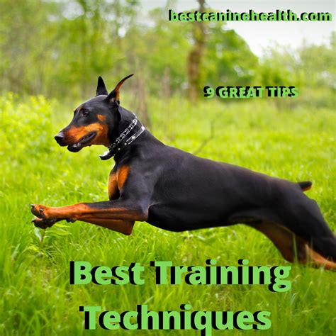 Best Dog Training Techniques 9 Great Tips Best Canine Health And Care