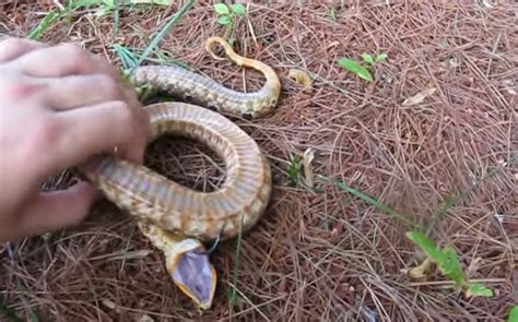 You spin me round (like a record). This Snake Should Win An Oscar For Playing Dead | Snake ...
