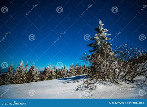 Mystical Magical Night Landscape Of Snowy Fir Stock Photo Image Of
