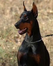 The dog breed selector helps you determine which type of dog you should get. Attack Dogs