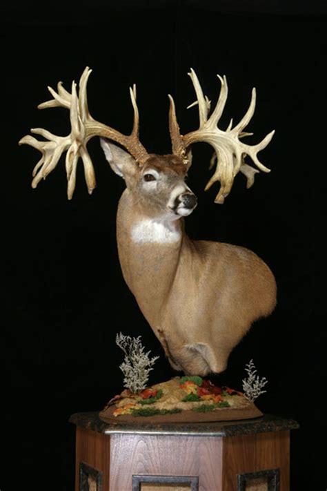 Missouri Monarch The World Record Non Typical Whitetail Buck Deer