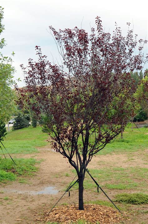 We offer unique and rare fruit and nut trees, shrubs, and vines. PLUM KRAUTER VESUVIUS For Sale in Boulder Colorado