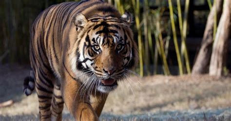 Zoo Atlanta mourns passing of tiger 'ambassador'
